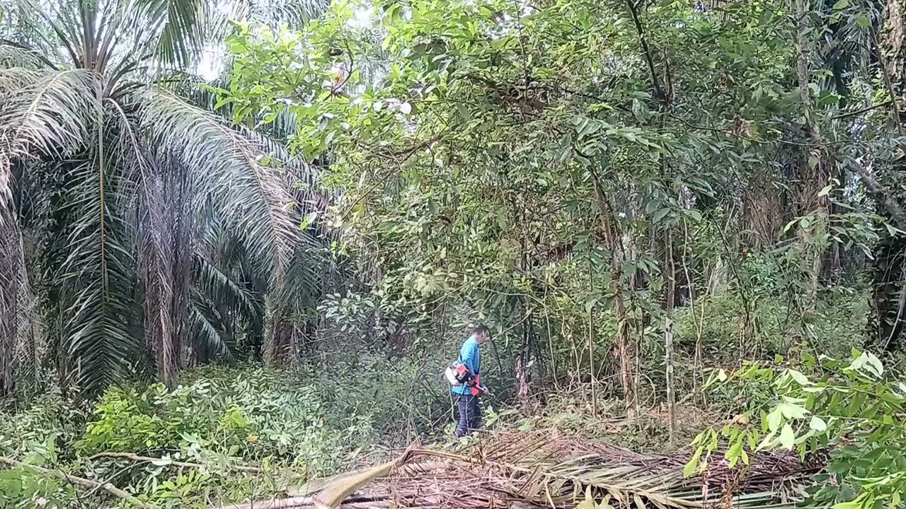  Tebang semak kayu 