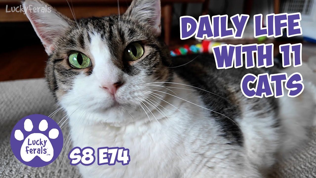 Daily Life With 11 Cats - Lucky Ferals Cat Vlog S8 E74