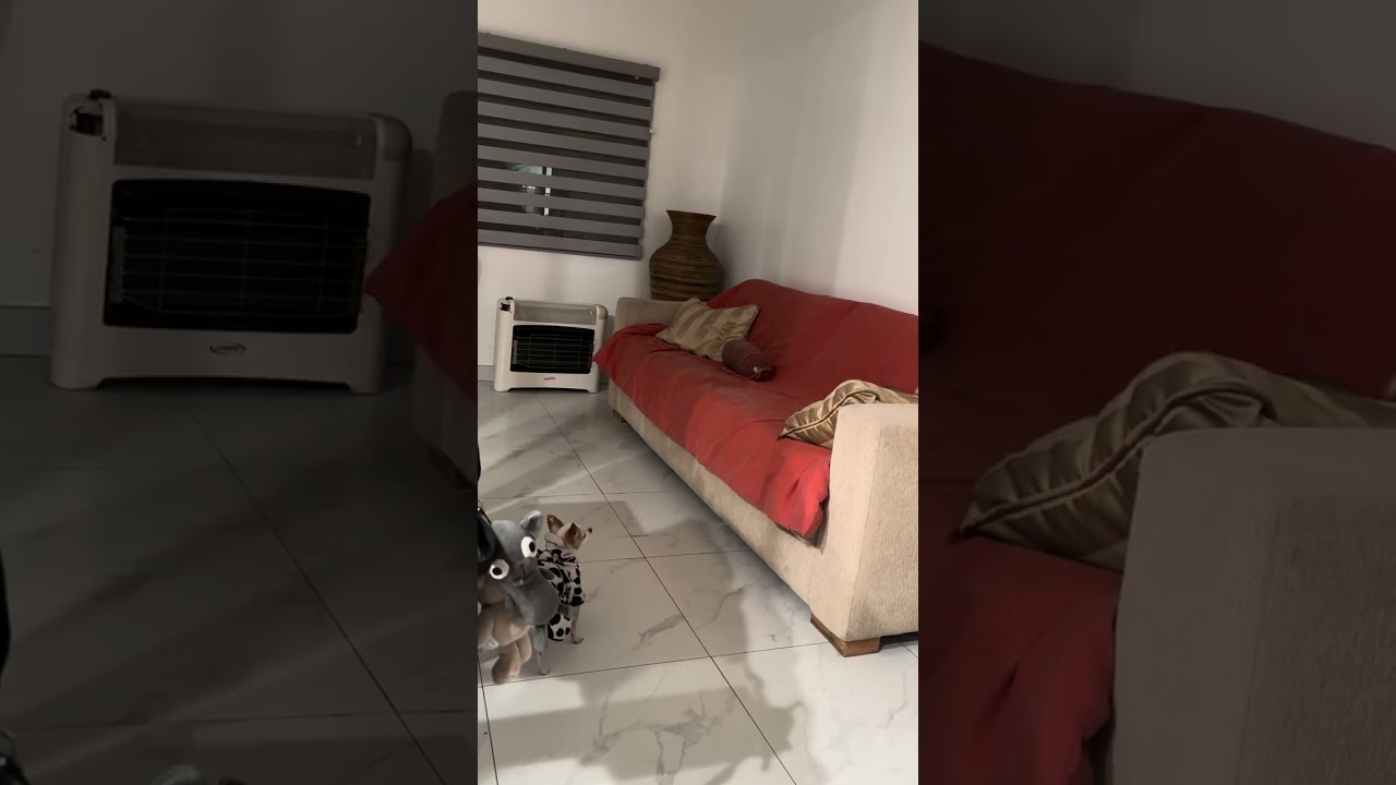 Proyecto de Etología: Canis Lupus Familiaris. Conducta: Socialización.