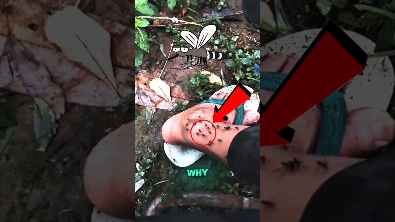 🦟 Why Mosquitoes Bite You More?🤔