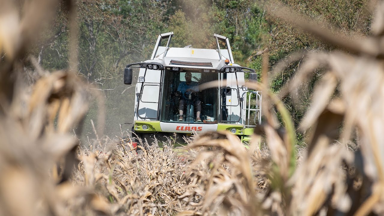 Moisson maïs 2025 - Claas Lexion 540 - ETA Veteau