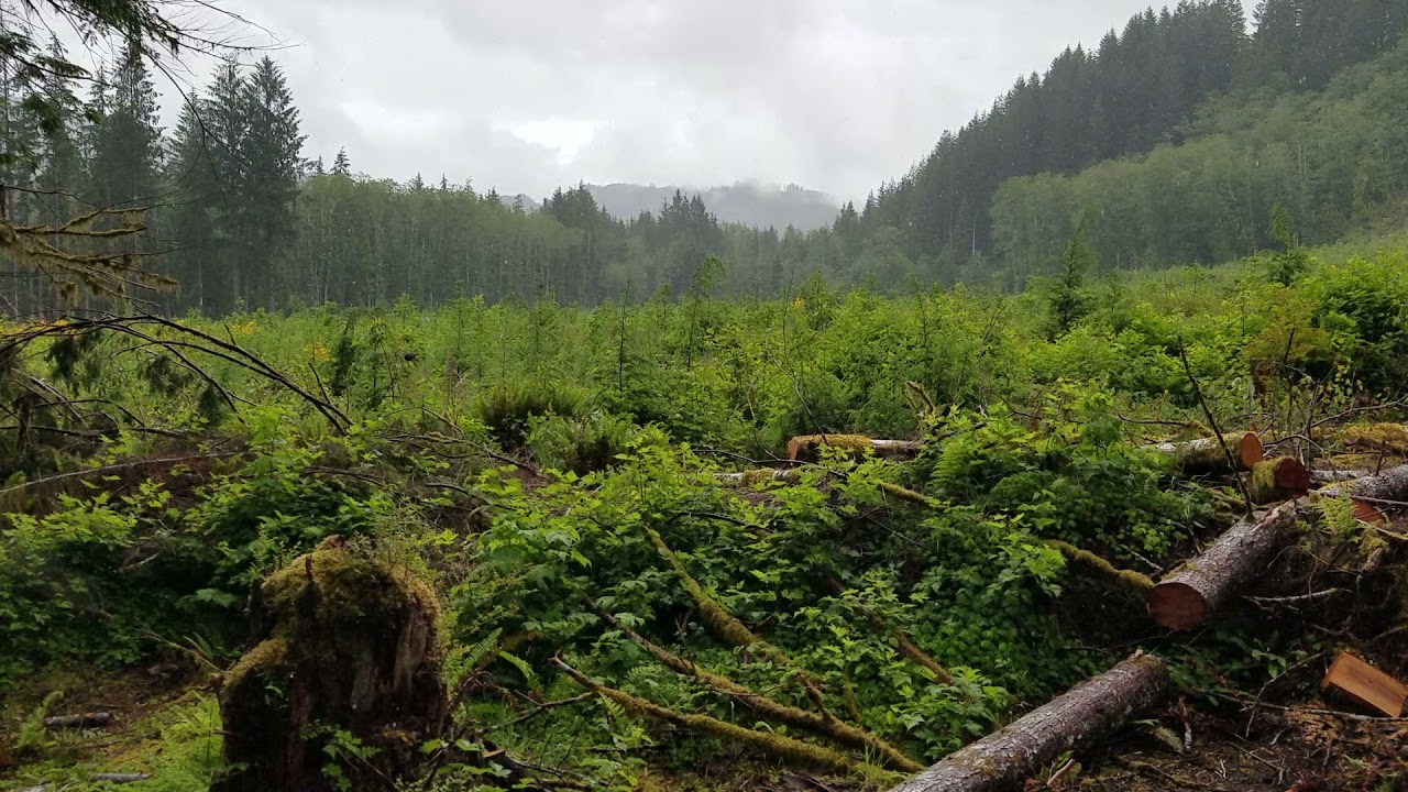 Morning rain Forks WA 6.2021