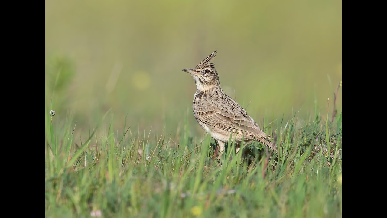 CRESTED LARK