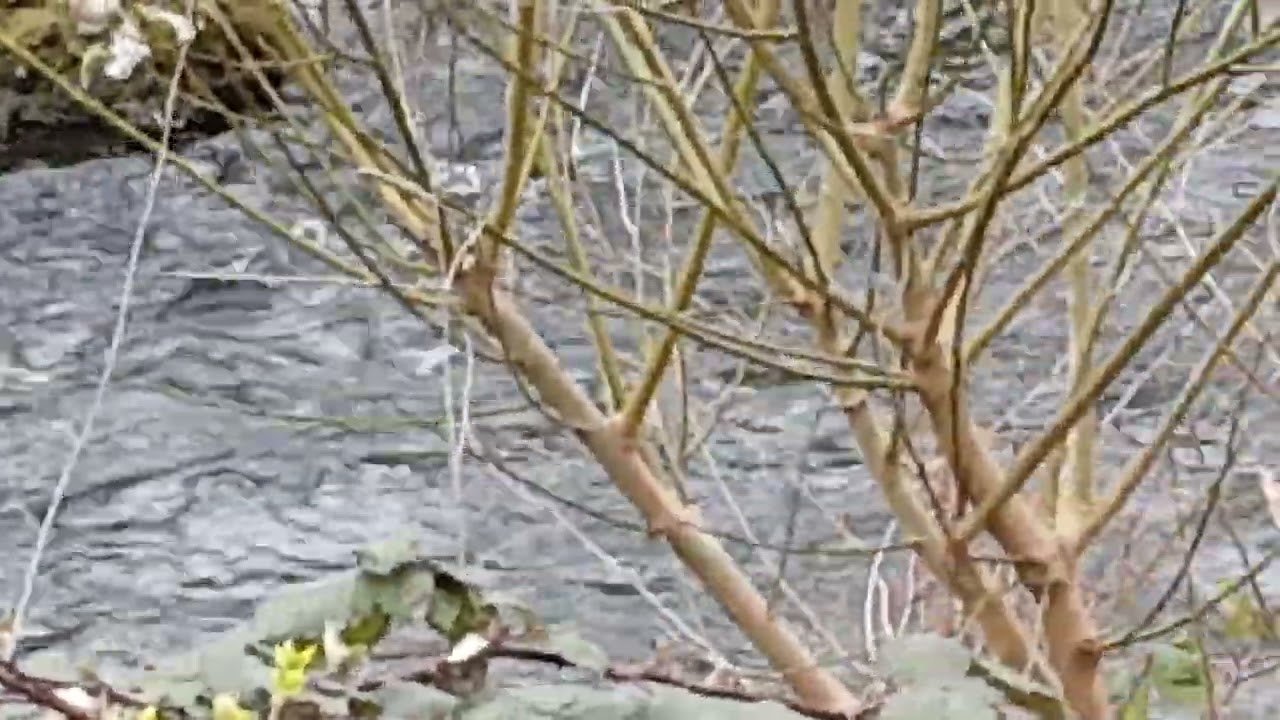 Два подранка на реке Крохаль и Дикий Селезень\Two wounded birds merganser and wild drake #алексаас 