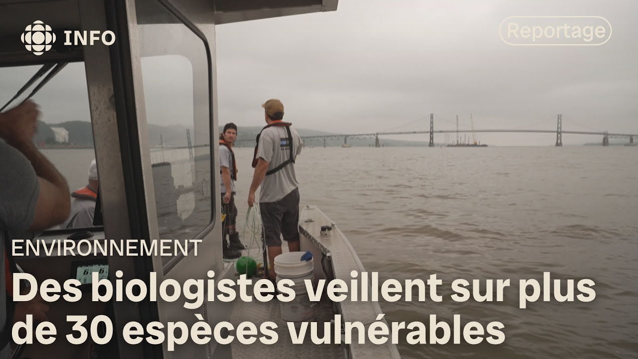 Pont de l’Île-d’Orléans : un chantier sous haute surveillance écologique