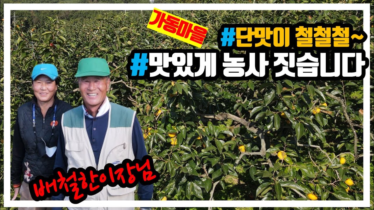 함안군 칠북면 가동마을 단감ㅣ함안군ㅣ함안ㅣ칠북단감ㅣ칠북면ㅣ가동마을배철한이장님ㅣ태추단감ㅣ부유단감ㅣ올누리단감ㅣ허주사의함안이야기ㅣ허주사ㅣ함안이야기