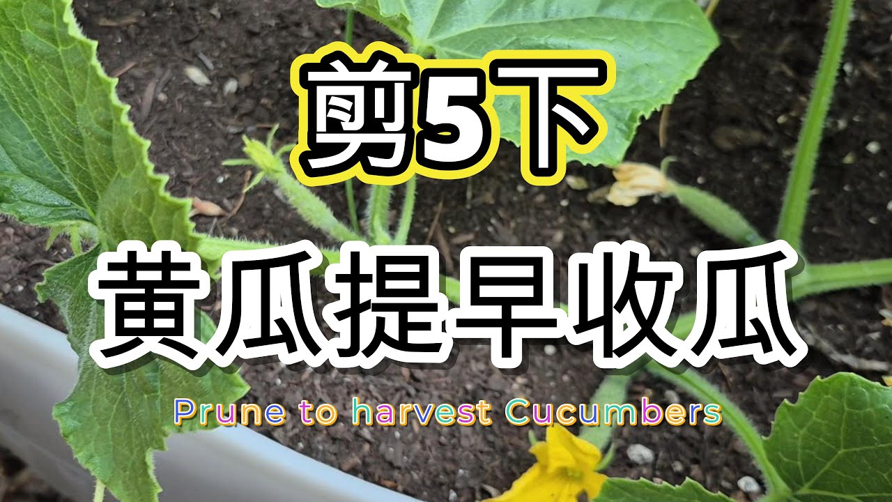 💯新手也能学会的黄瓜5步剪法，这样剪提前吃上第一根瓜😍#garden #vegetables #plants