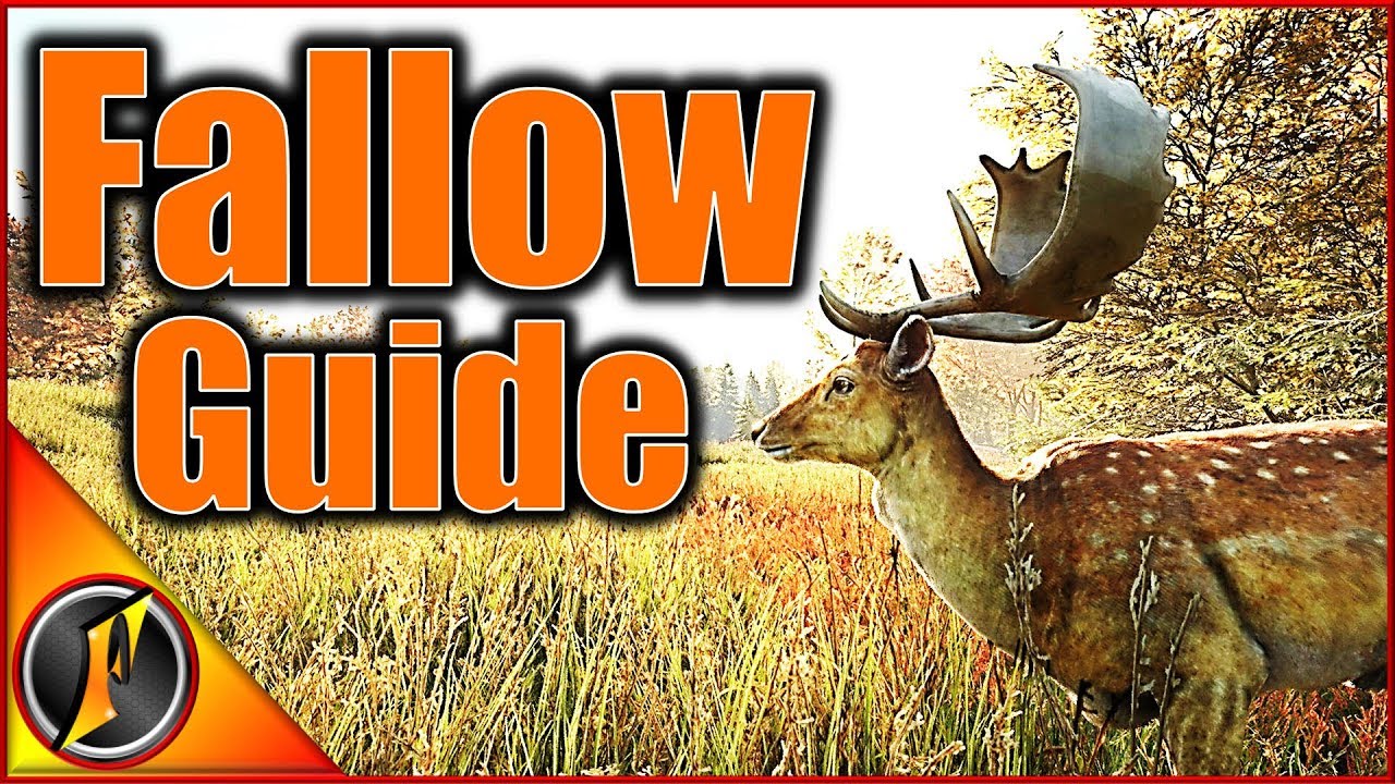 Fallow Deer Guide | theHunter Call of the Wild