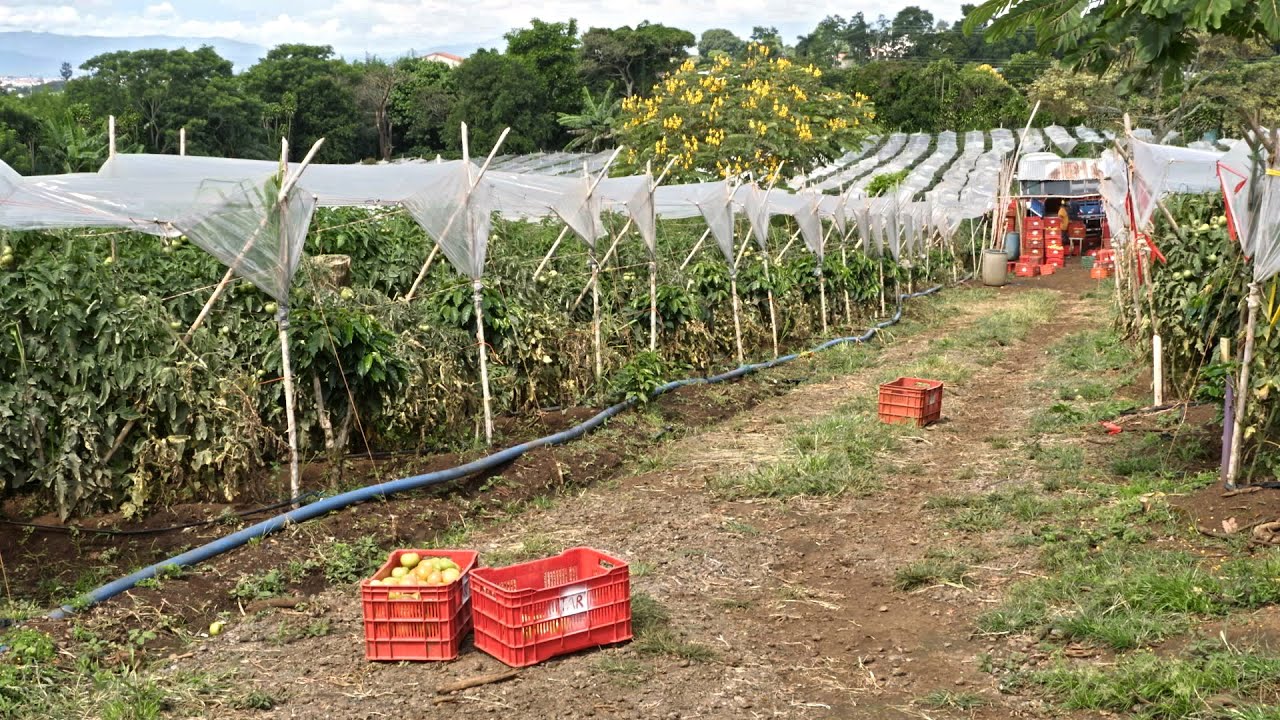 Manejo de Cultivos: Fenología del Tomate