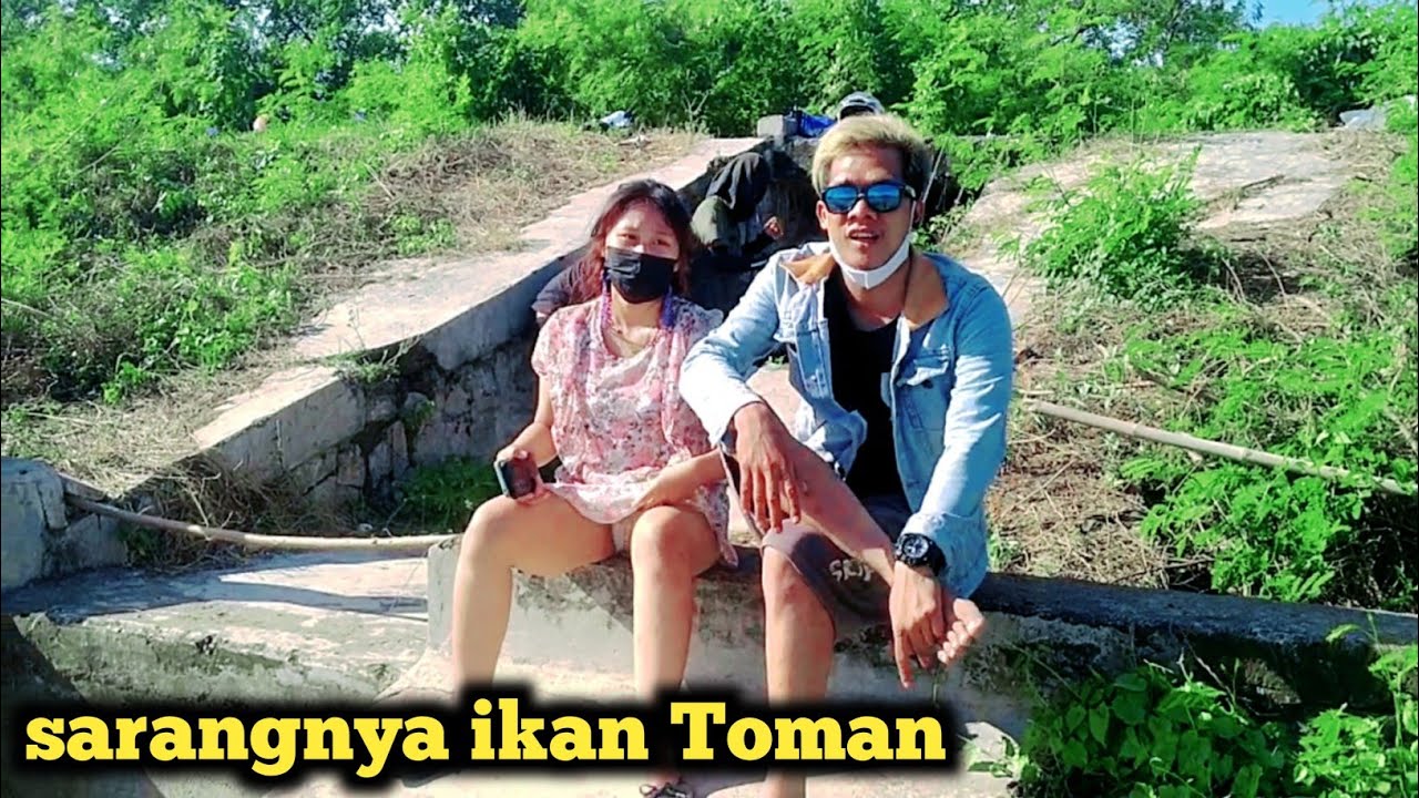 sarang Toman - mancing cantik -mancing mania - fishing mania