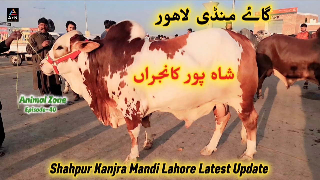 Shahpur Kanjra Mandi Lahore Latest Update of Cow Section (شاہ پور کانجراں گاۓ منڈی لاہور) AZ-40