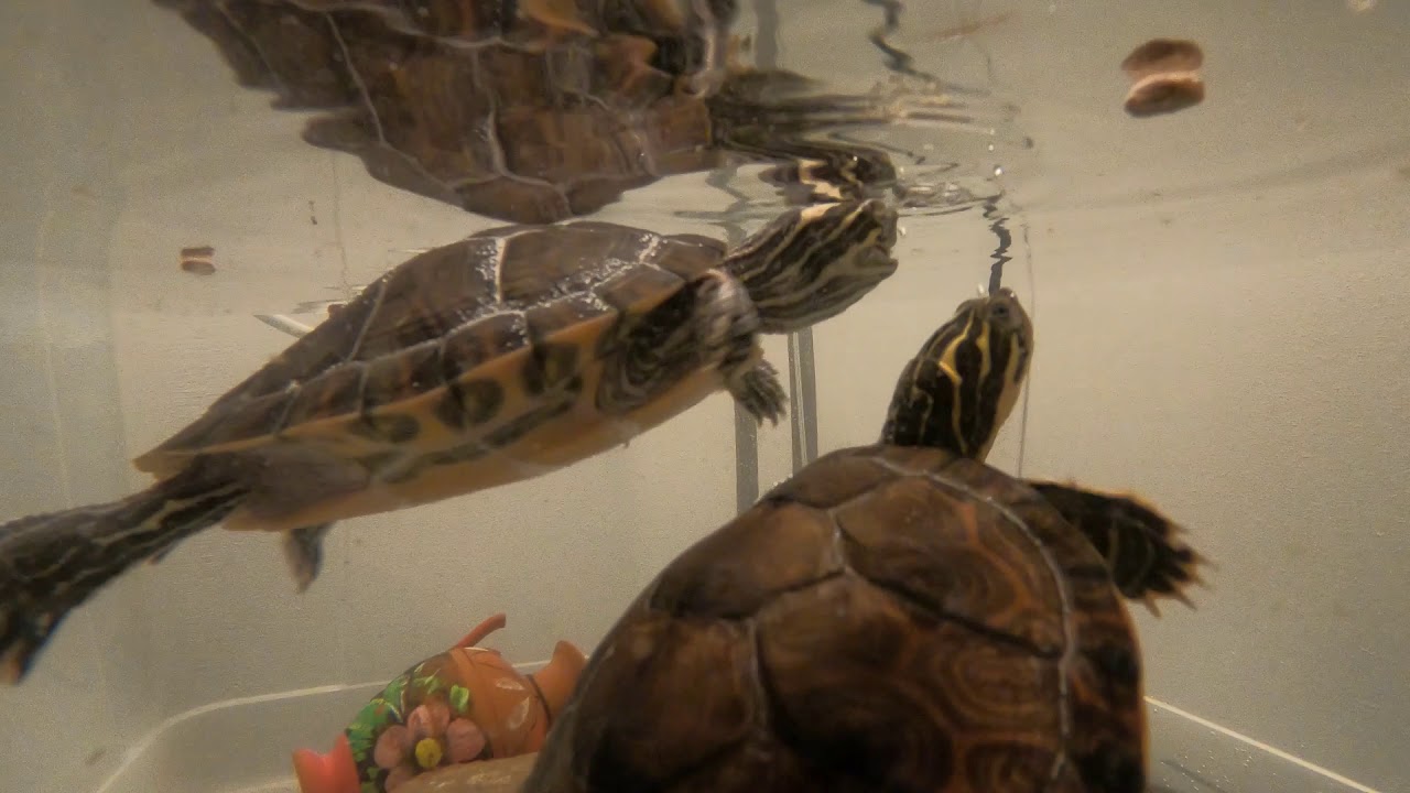 yellow-bellied slider (Trachemys scripta scripta) 1080p