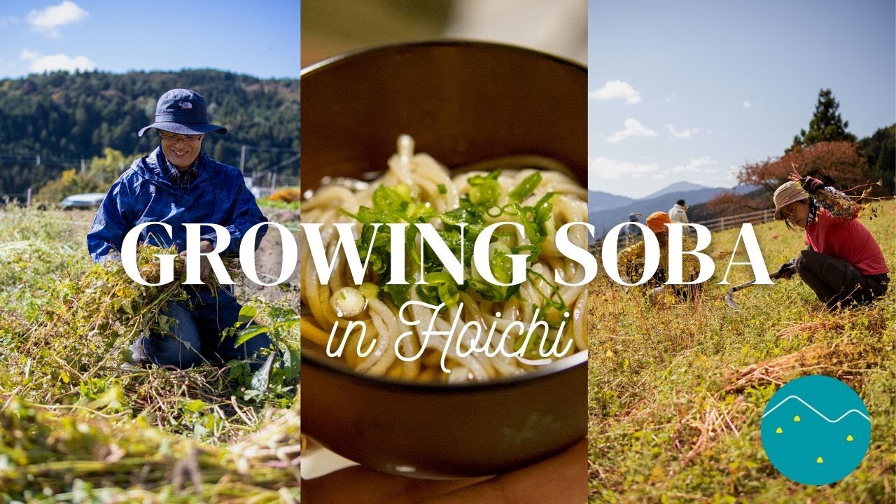 Growing Soba in Hoichi | Nishi-Awa, Japan