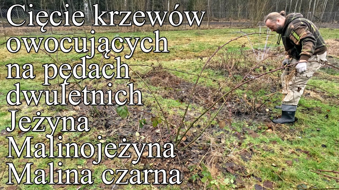 Cięcie krzewów owocujących na pędach dwuletnich. Jeżyna bezkolcowa, malinojeżyna, malina czarna.