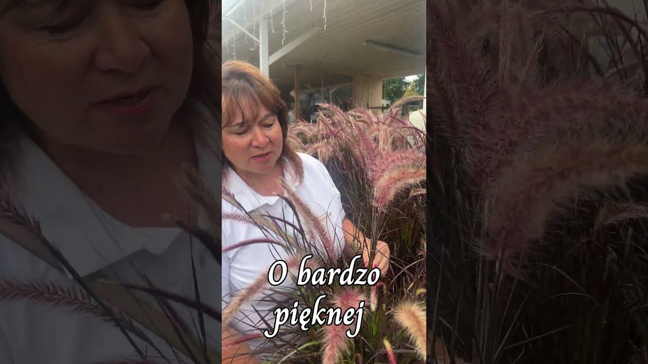 Rozplenica Rubrum - Kr&oacute;lowa Lata w ogrodzie