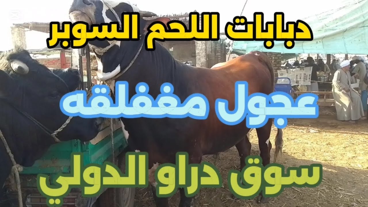 اسعارعجول اللحم داخل سوق دراو ١٠ فبراير ٢٠٢٦