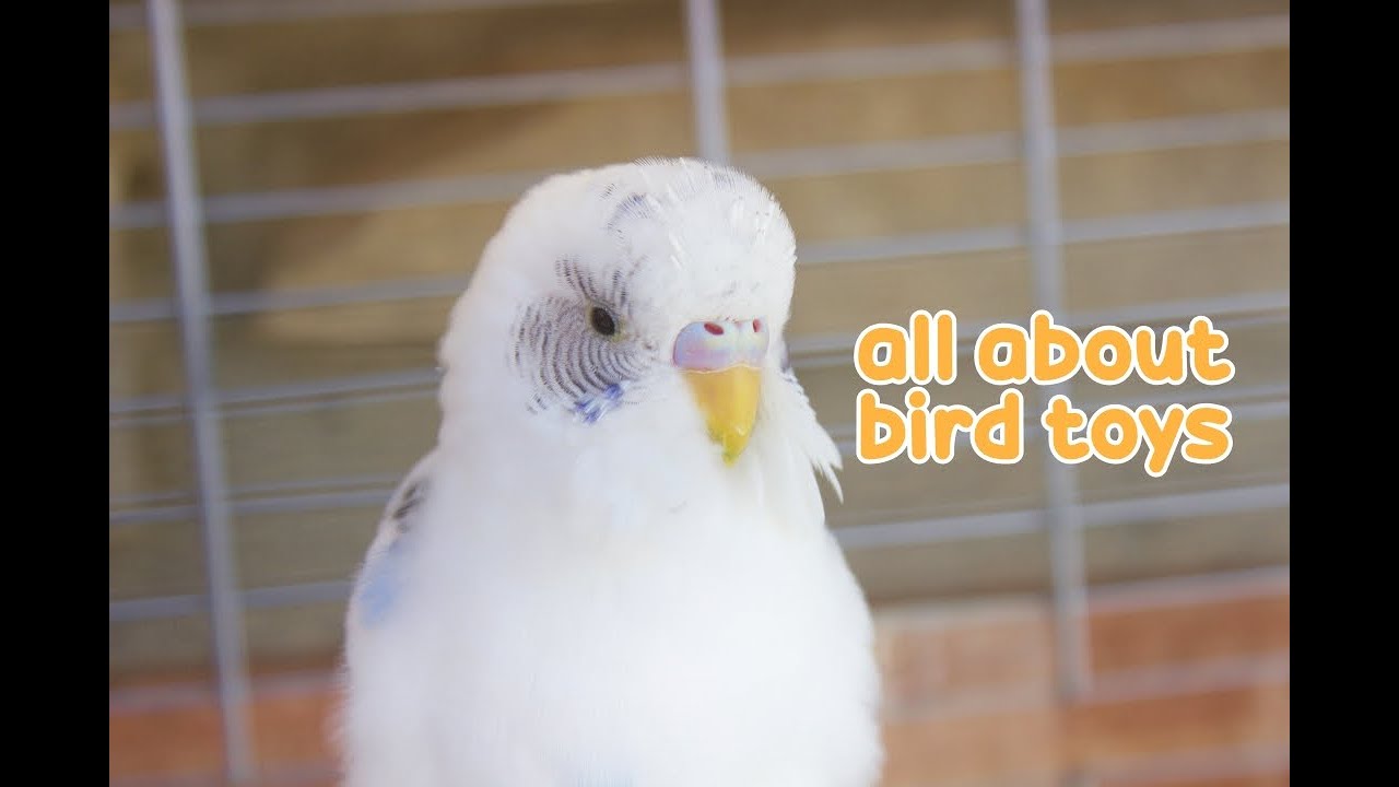💡 Why Birds Must Have Toys & Why It's So Important 💡