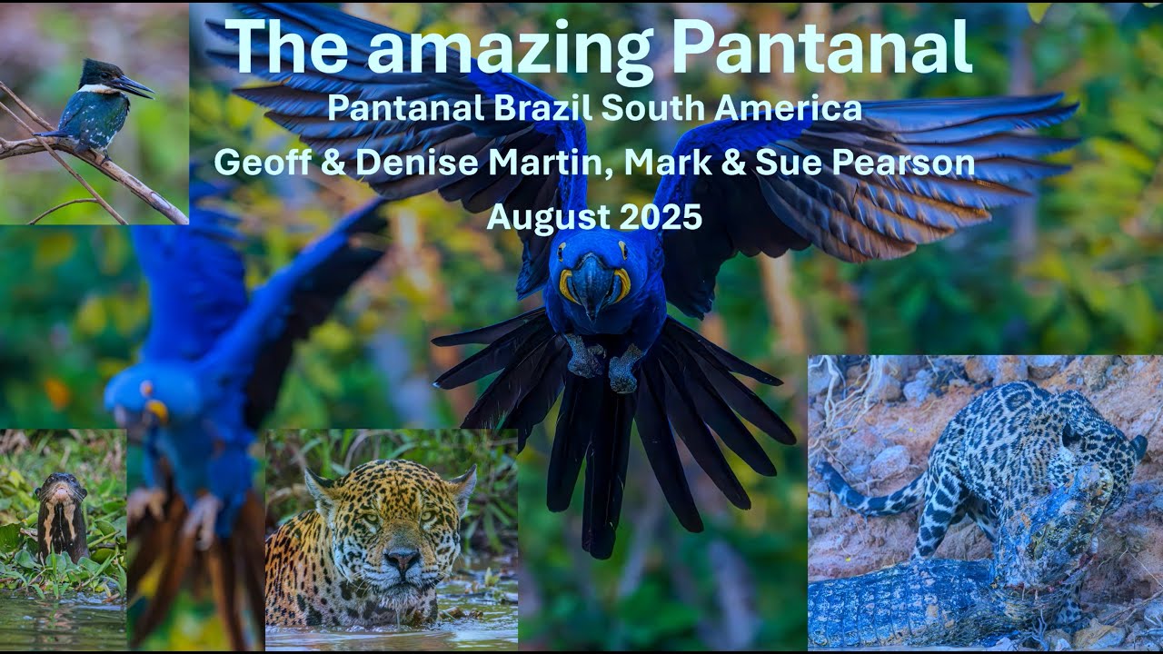 The amazing Pantanal in Brazil South America | August 2025