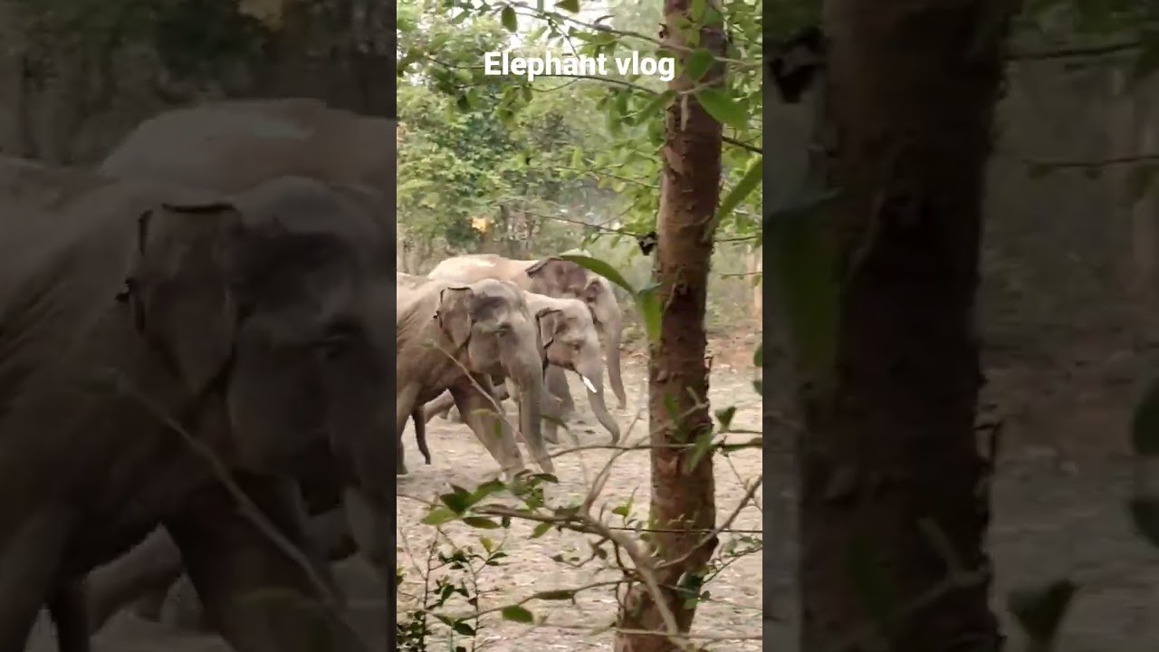 Elephants coming my forest 🥰 #elephant #elephantvlog