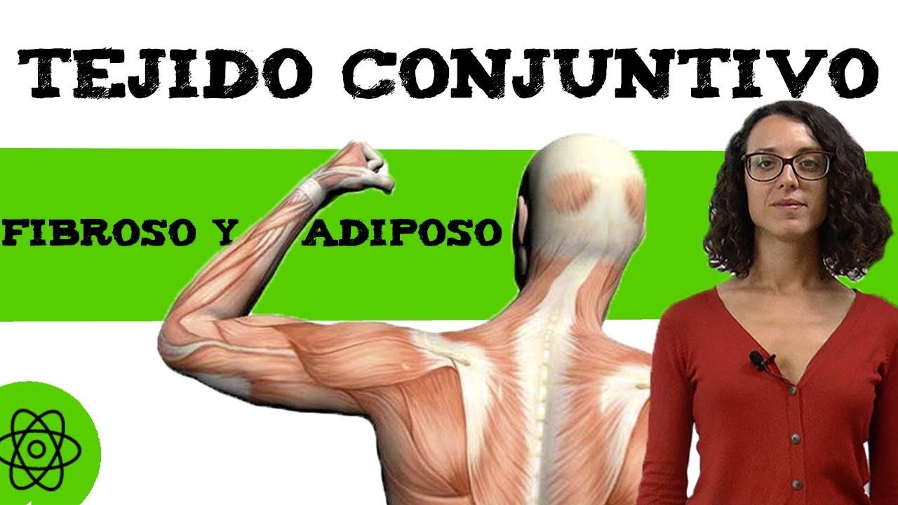 C&eacute;lulas del tejido conjuntivo 💪 (fibroso y adiposo)