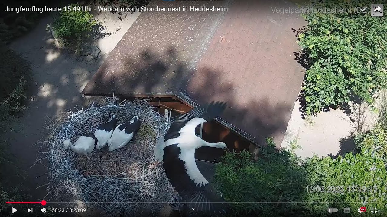 2 von 4 Jungstörchen auf Jungfernflug: Wann kommen sie zurück? (14.06.2025)