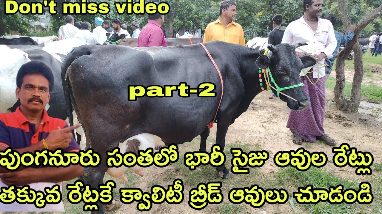 Punganur cow market every Wednesday quality cows low cost price#rktelugutravaller 