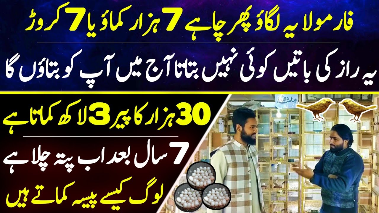 Top Business idea Finch Farming in Lahore | Finch farming in Punjab