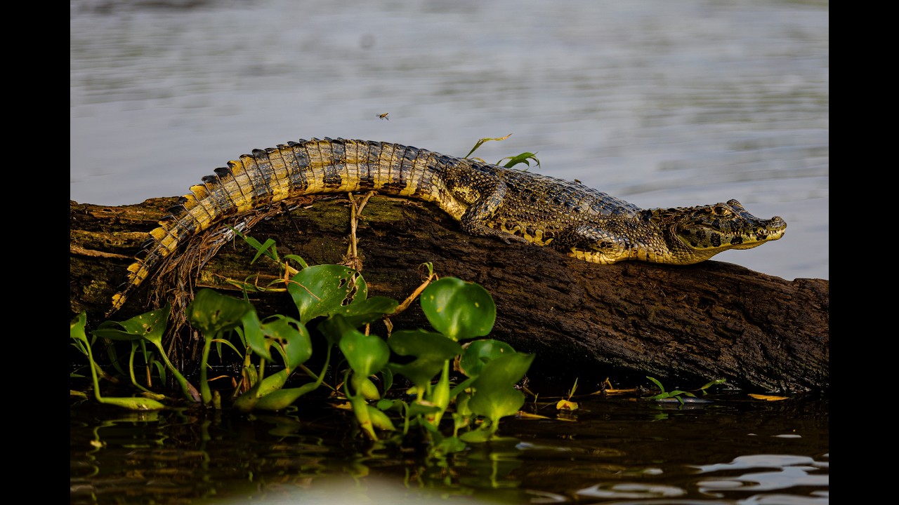 Pantanal Norte 09/2025