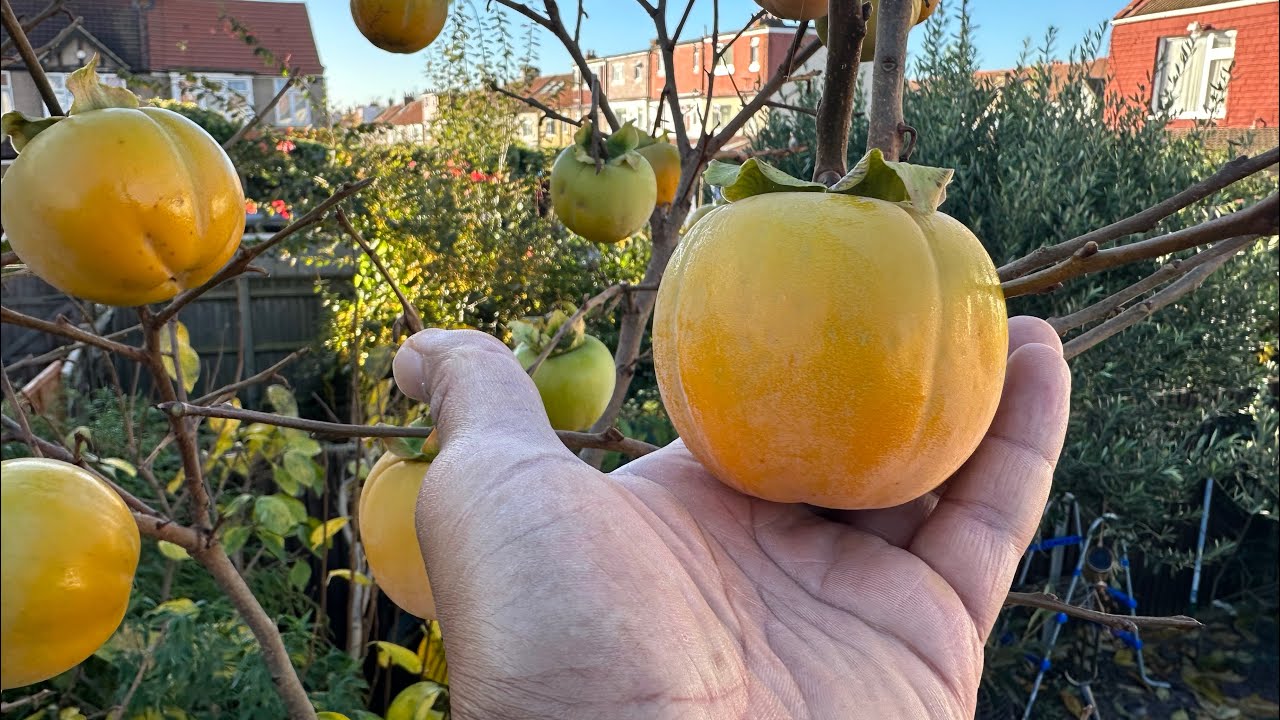 Cioccolatino Persimmon Tree Update