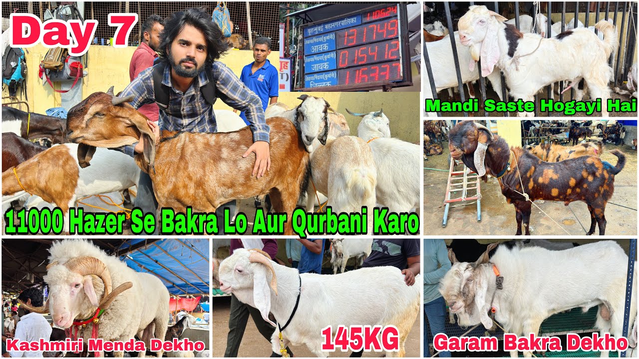 Deonar Bakra Mandi Day 7 Latest Update 11 June 2024 | 11000 Hazer Se Bakra Lo Aur Qurbani Karo