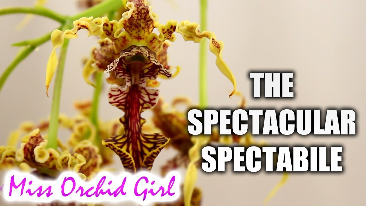 The spectacular Dendrobium spectabile Orchid! + Care tips