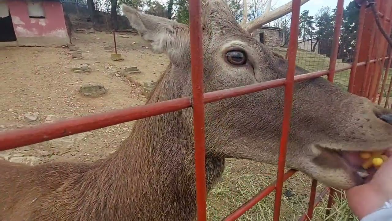 ZOO in Bitola