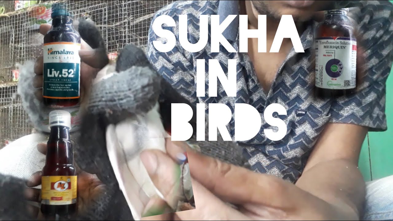 Birds sukha or sina tan problem.