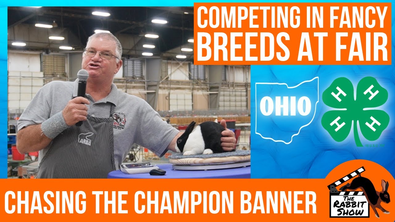Selecting a Fancy Rabbit to Show at your 4-H County Fair by Allan Gerhart ARBA Judge and Breeder