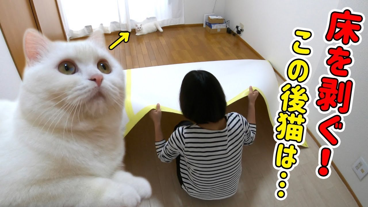 クッションフロアを剥がした時の反応はいかに!? 白目で震える恐怖の猫のおまけ付き…！！