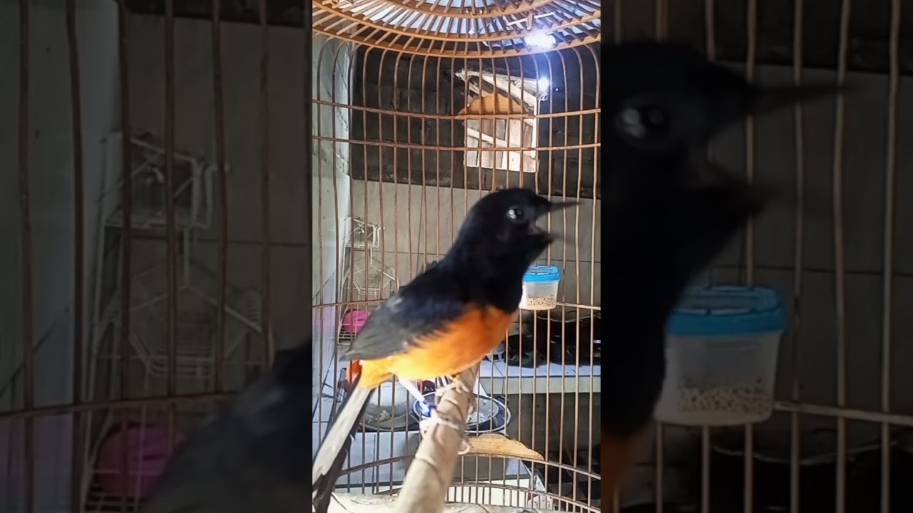 Pancingan Muraibatu Suara Pedas