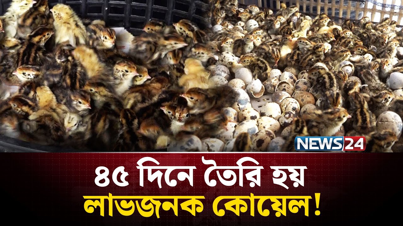 কোয়েল পাখির নতুন রাজ্য বগুড়ায়! | NEWS24 Special