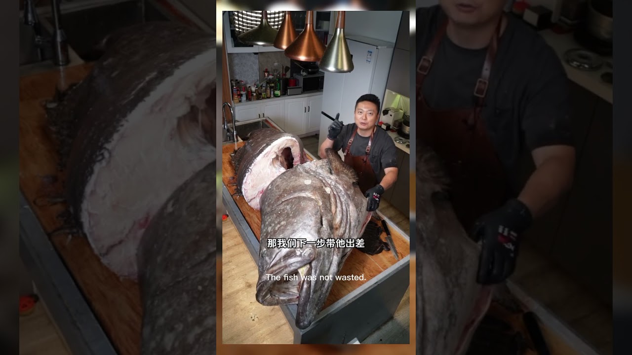 GIANT GROUPER 