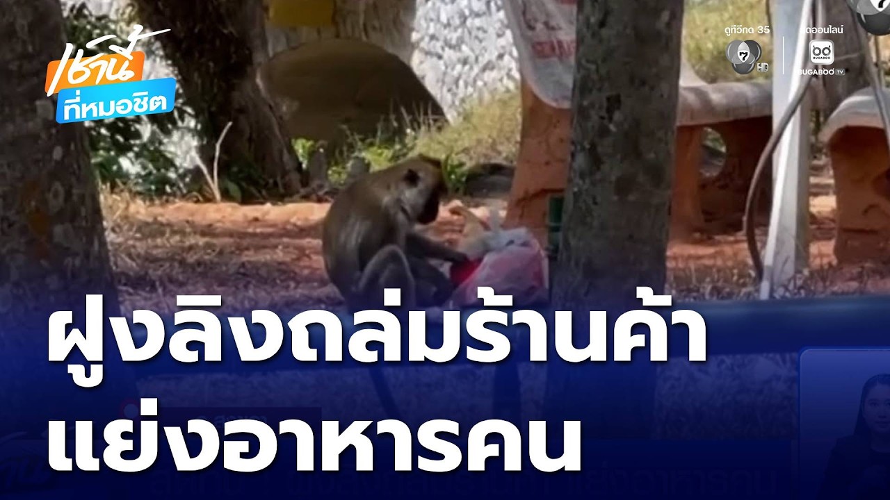 สุดทน ! ฝูงลิงถล่มร้านค้า แย่งอาหารคน | เช้านี้ที่หมอชิต