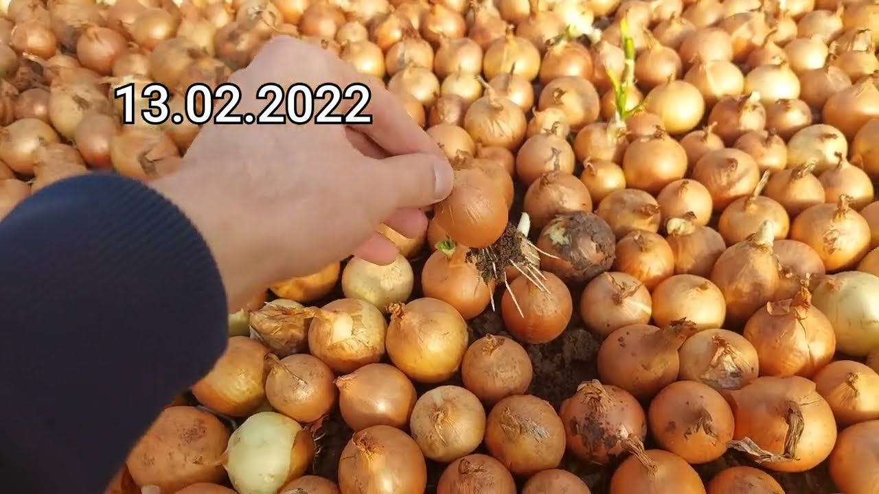 Cultivarea cepei &icirc;n seră,13.12.21,(выращивание лука в теплице),(growing onions in the greenhouse)