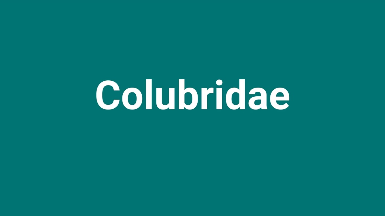 'Colubridae' Meaning and Pronunciation