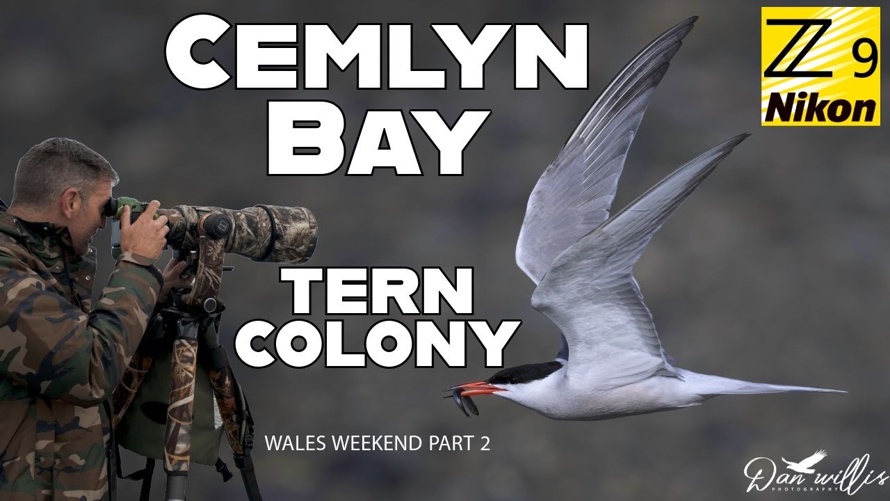 Cemlyn Bay Terns, Wales Weekend Pt 2