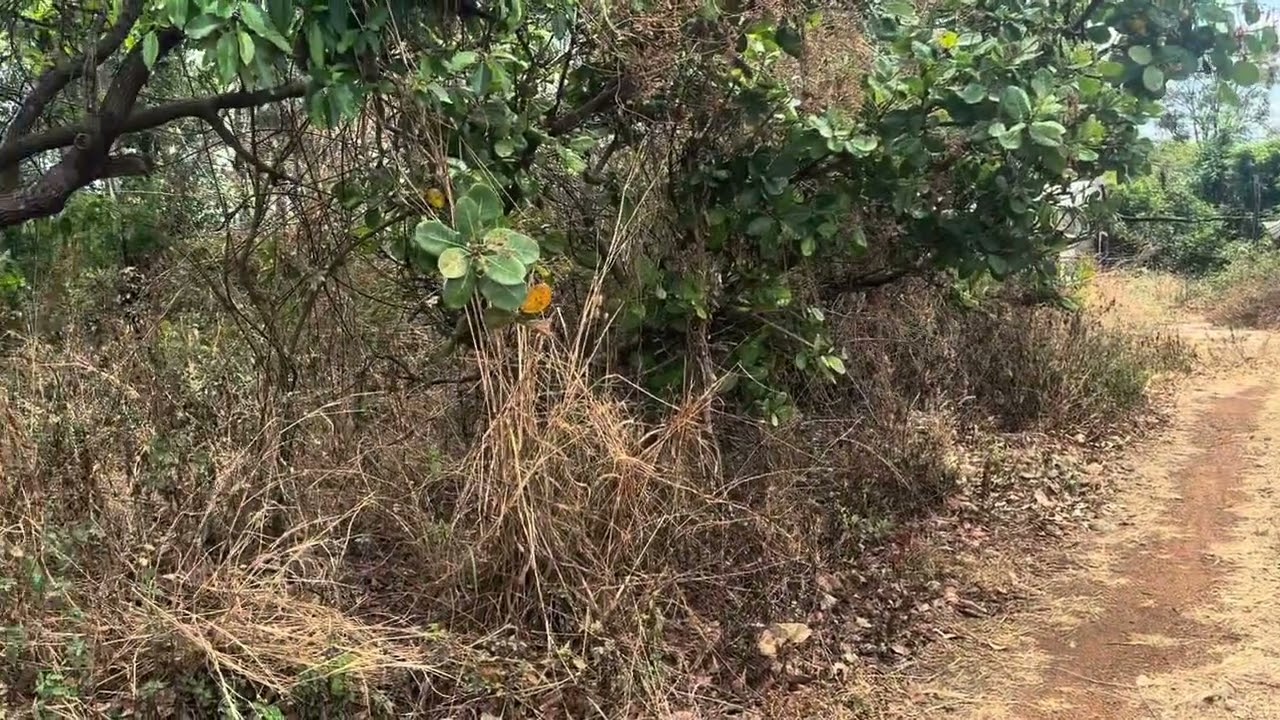 Đất rẫy ôm đường tỉnh lộ dài có sẵn nhà cửa và sân phơi ￼