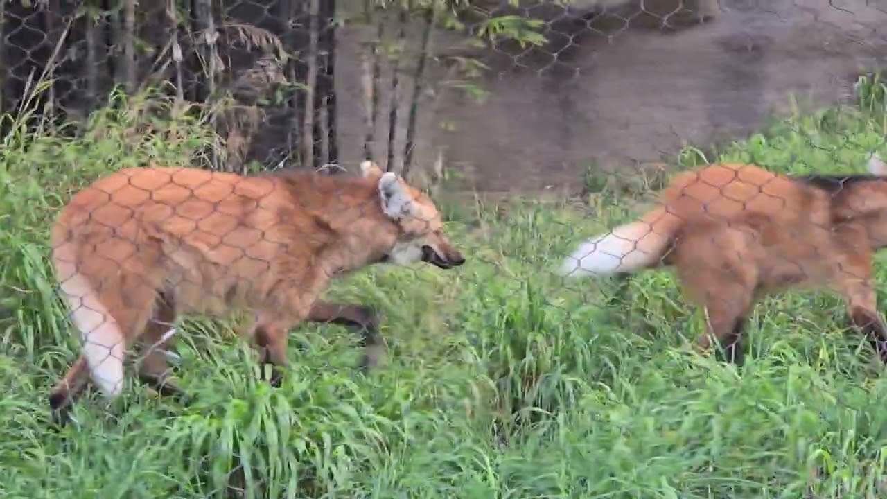 Maned wolf Cora and one of her pups on a Friday afternoon jaunt 1.23.26