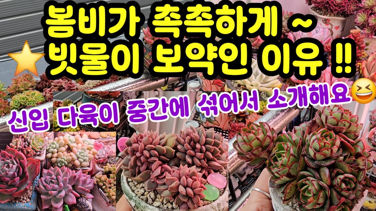 걸이대 다육이 봄비 보약 맞추고~☔️🌸신입 다육이도 한꺼번에 소개해요 ~😆