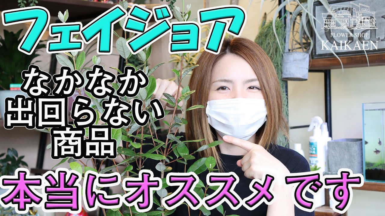フェイジョア　育て方　管理方法　多くしたくない時のポイント　剪定　オススメ【おうちでガーデニング】開花園チャンネル