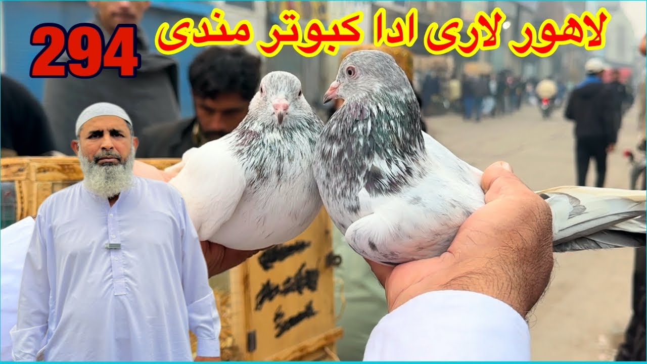 294) Lahore lari ada kabootar mandi || کبوتر منڈی || @amjadaliofficial528