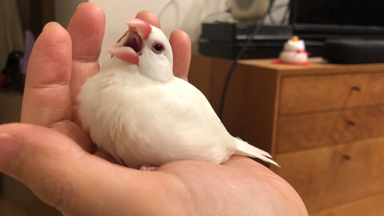 眠たいけど2階の音が気になる白文鳥みぞれ