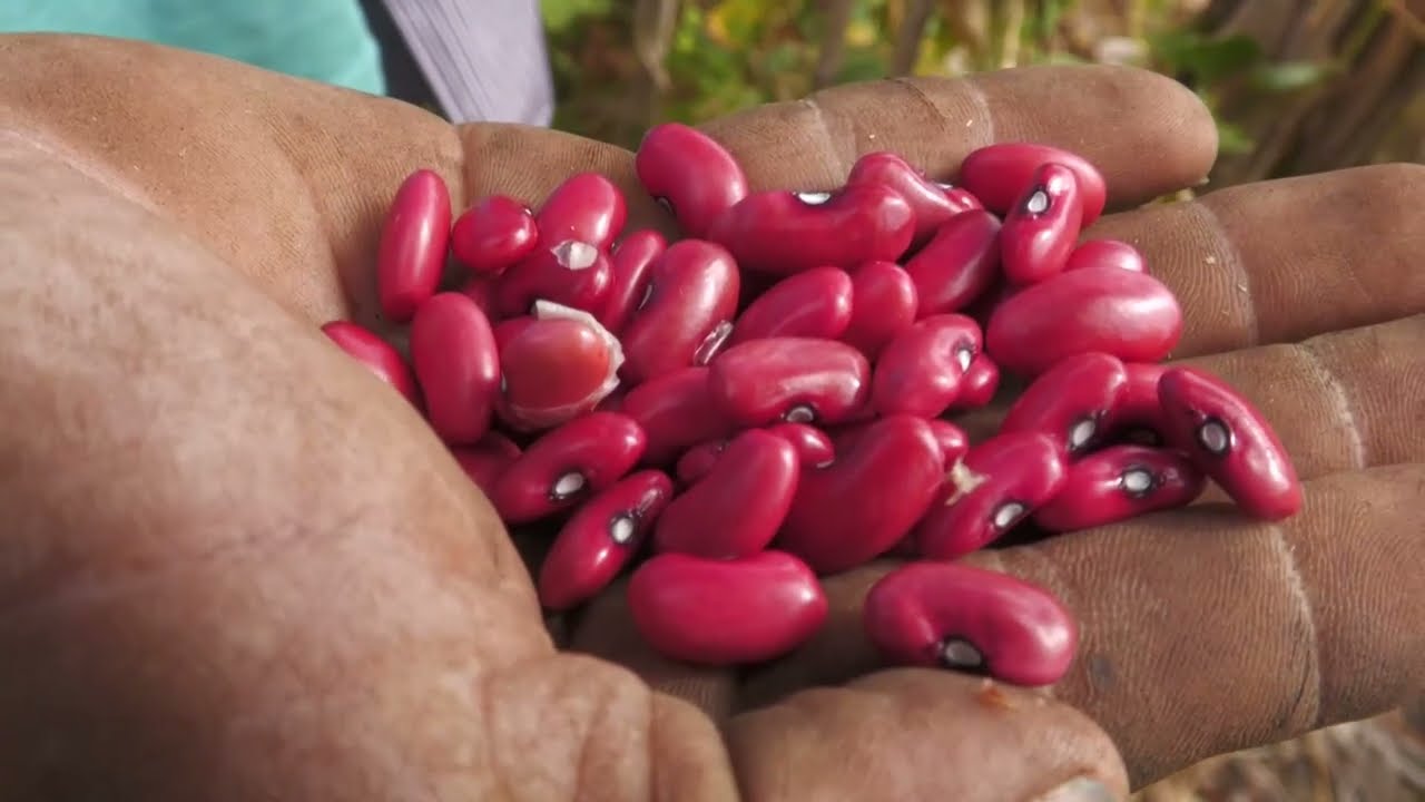 Perspectivas para la producción agrícola de este año
