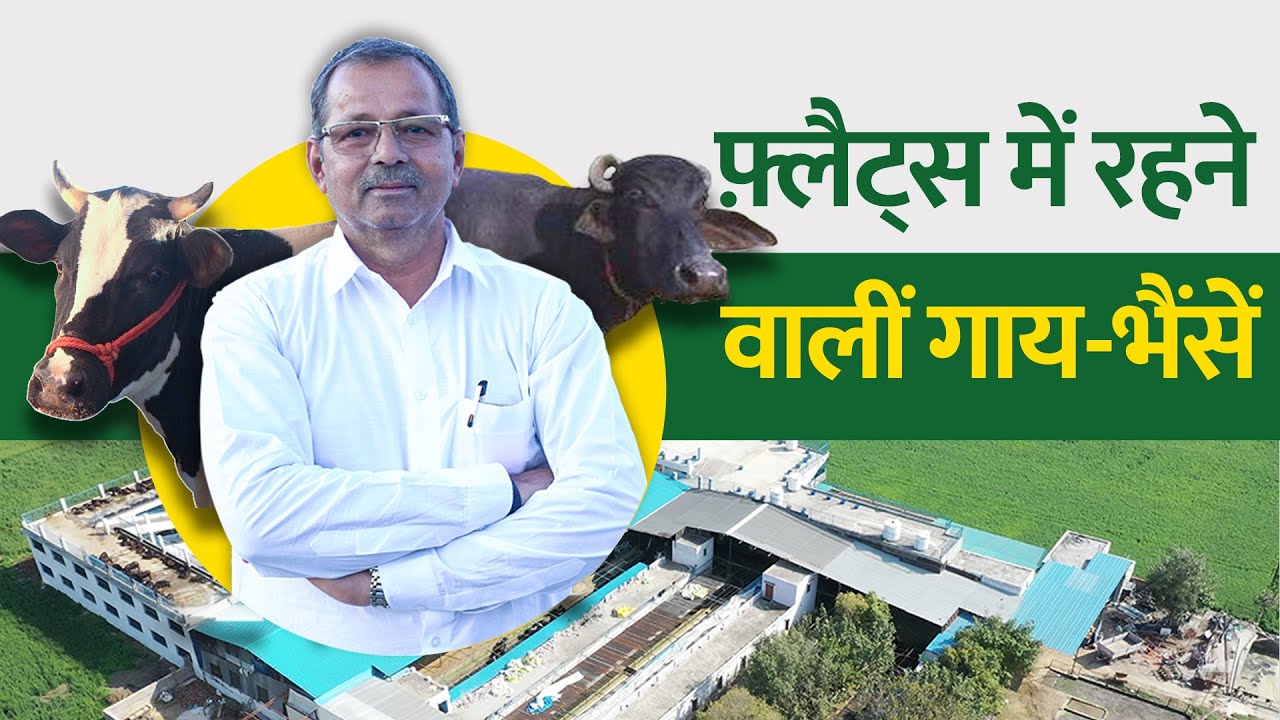 कमाल की 3 मंजिला डेयरी फार्म। कैसे करें डेयरी फ़ार्मिंग? Multi Storey Dairy Farm। Pratap Dairy Farm